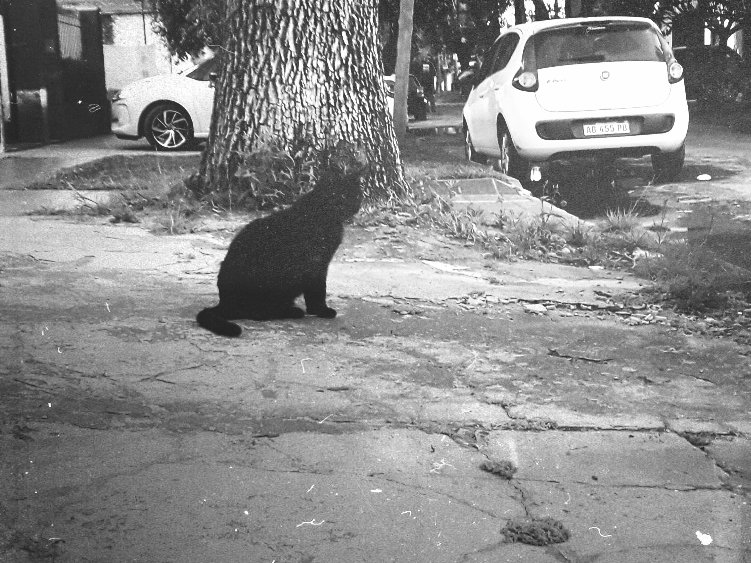 gato negro enfrente de un auto